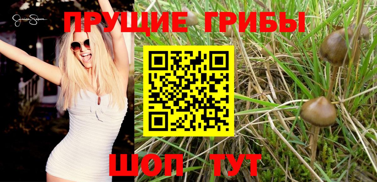 Псилоцибиновые грибы прущие грибы Туймазы